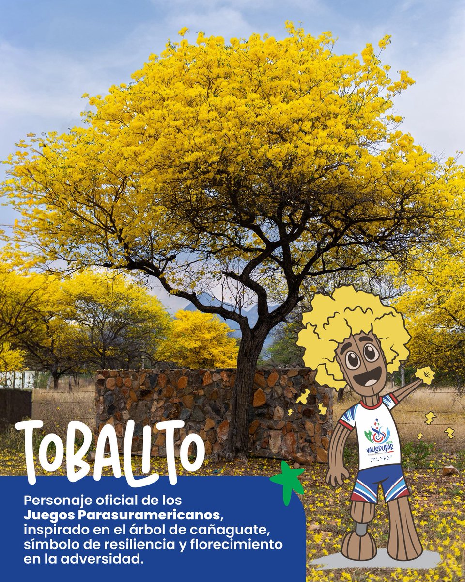 🌼 Tobalito es símbolo de resiliencia y transformación. Como el cañaguate, que resiste la sequía y luego florece en amarillo, representa la capacidad de adaptarse y volver más fuerte.
Es el espíritu de los Juegos Parasuramericanos: inclusión, coraje y esperanza ♿✨