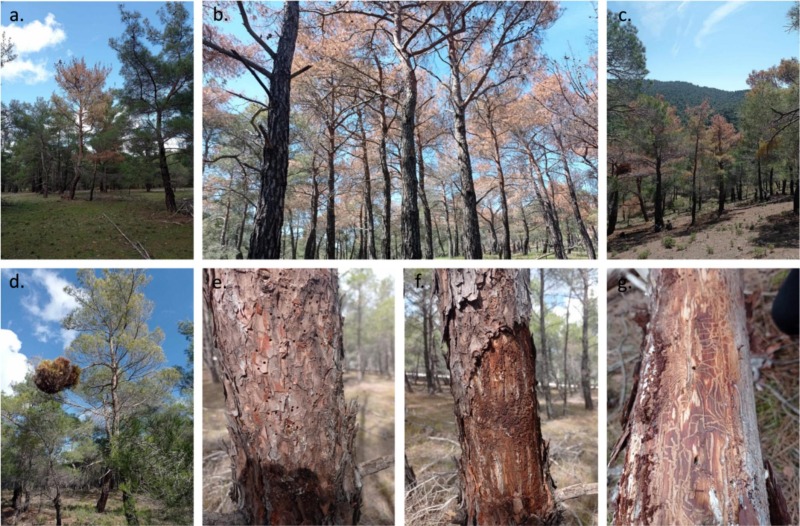 Panayiotis G Dimitrakopoulos tweet media