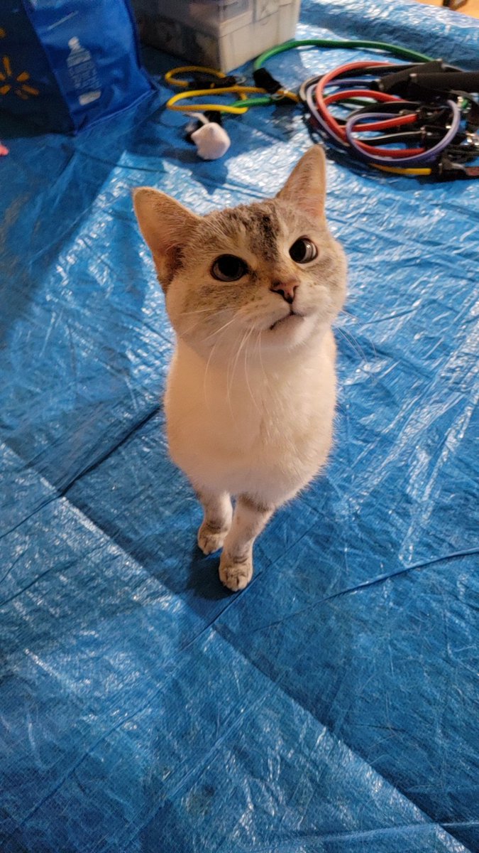 Cort1and's tweet photo. Until we meet again 💔
R.I.P Suki 02.09.09 - 07.02.26 https://t.co/Lio9OFEUHe