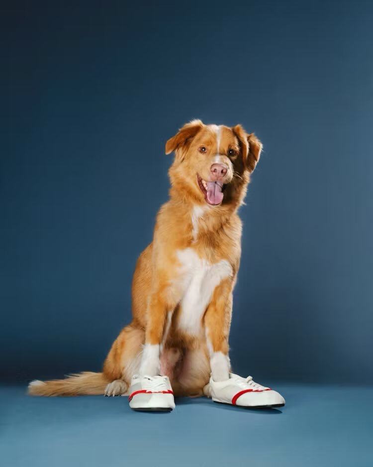 Jake (Sinners), Tonic (Caught Stealing), Creature (Die My Love), and Indy (Good Boy) for W Magazine’s Best Animal Actors of the Year.

📸 Ryan Lowry