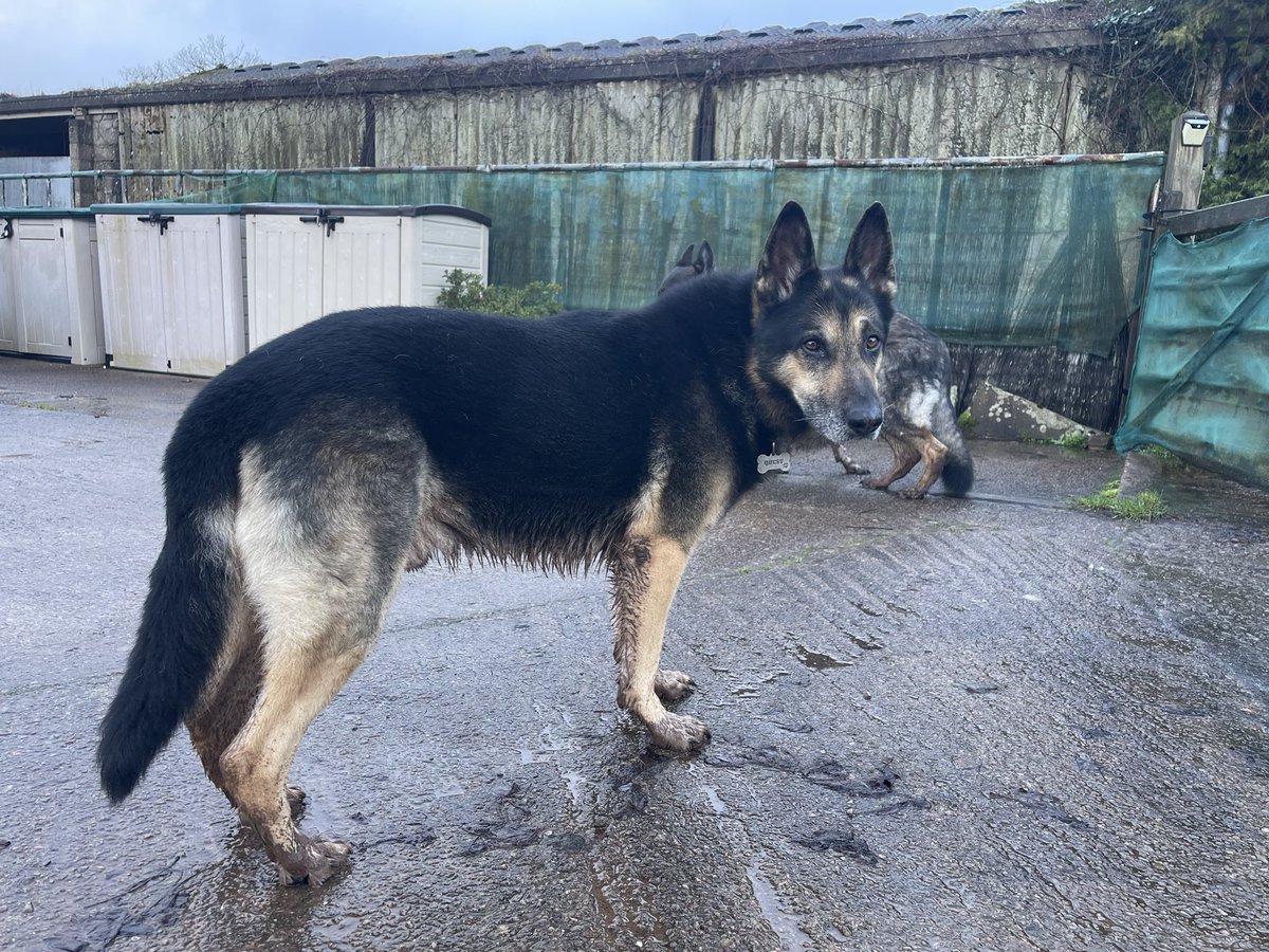 Retired Police Dog Quest tweet media