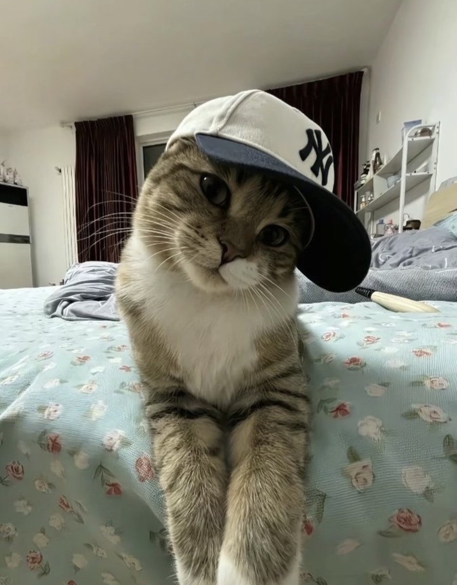 contents that ll heal your depression 🌻 (@catshealdeprsn) on Twitter photo 