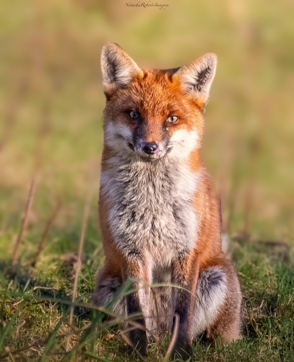 Natasha Roberts Imagery tweet media