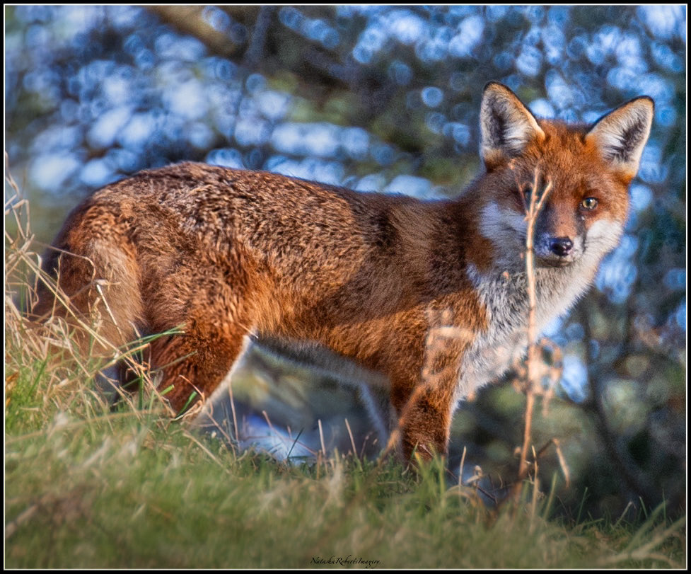 Natasha Roberts Imagery tweet media