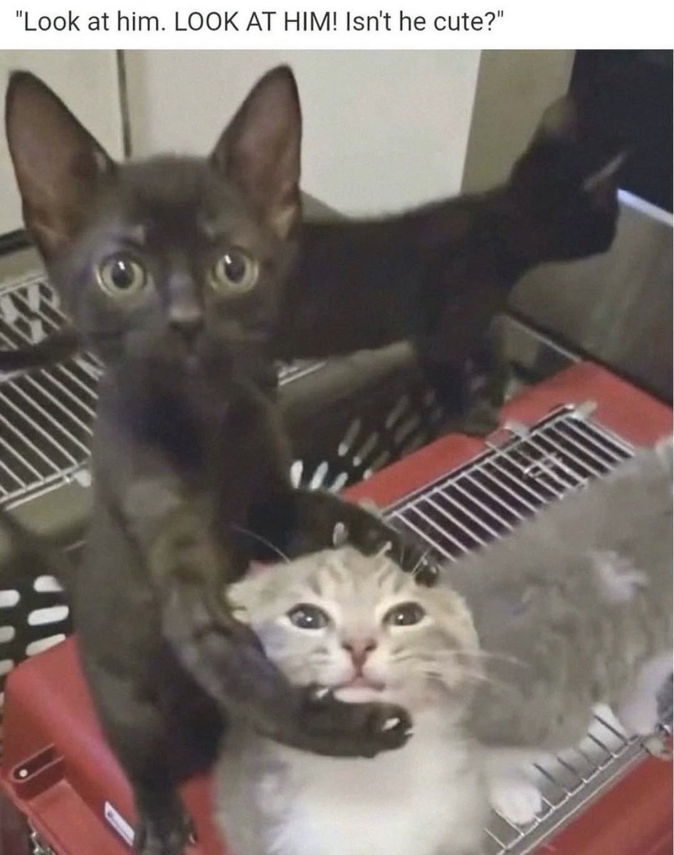 cats with powerful impression 🐾 tweet media
