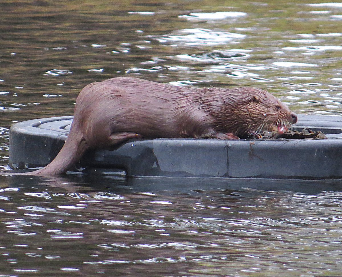 bellchris76's tweet photo. Great views of Otter locally this afternoon 🙂 https://t.co/IDwdSVtDwF