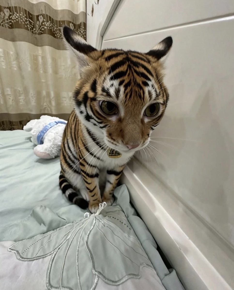 contents that ll heal your depression 🌻 (@catshealdeprsn) on Twitter photo 