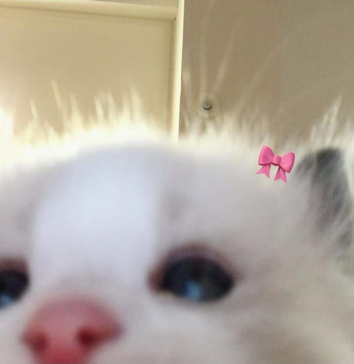 mimisstaar's tweet image. ٠ ─ BUSCANDO MUTIIISS ─ ٠

#kpoptwt #StrayKids #stantwt 

 ࣪𓏲ּ ֶָ   she𐩗ella ፧ 16yrs ፧ 🇲🇽  ׅ ࣪𓏲ּ ֶָ  
              cami  |  mimi

✮ prio: skz, cortis 

✮ bias: Hyunjin, Han, Felix y Juhoon ！

-cualquier fandom es bienvenido :3

♡ + ↻ = mutis x siempre