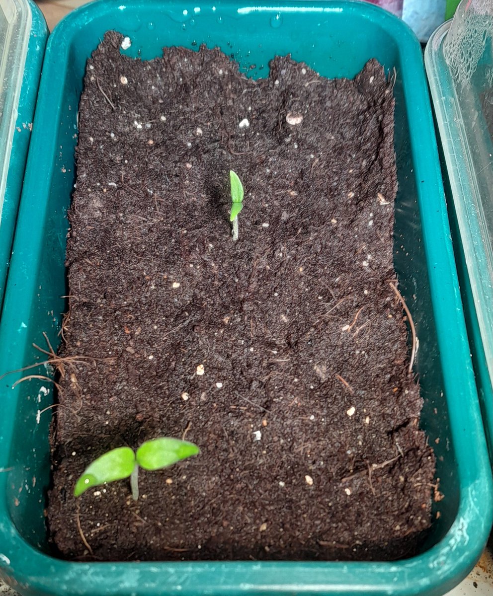CrostonBen's tweet photo. Two weeks after planting and the first two Bhut Jolokia (Ghost Chilli) have germinated. https://t.co/tCWsb7zyjQ