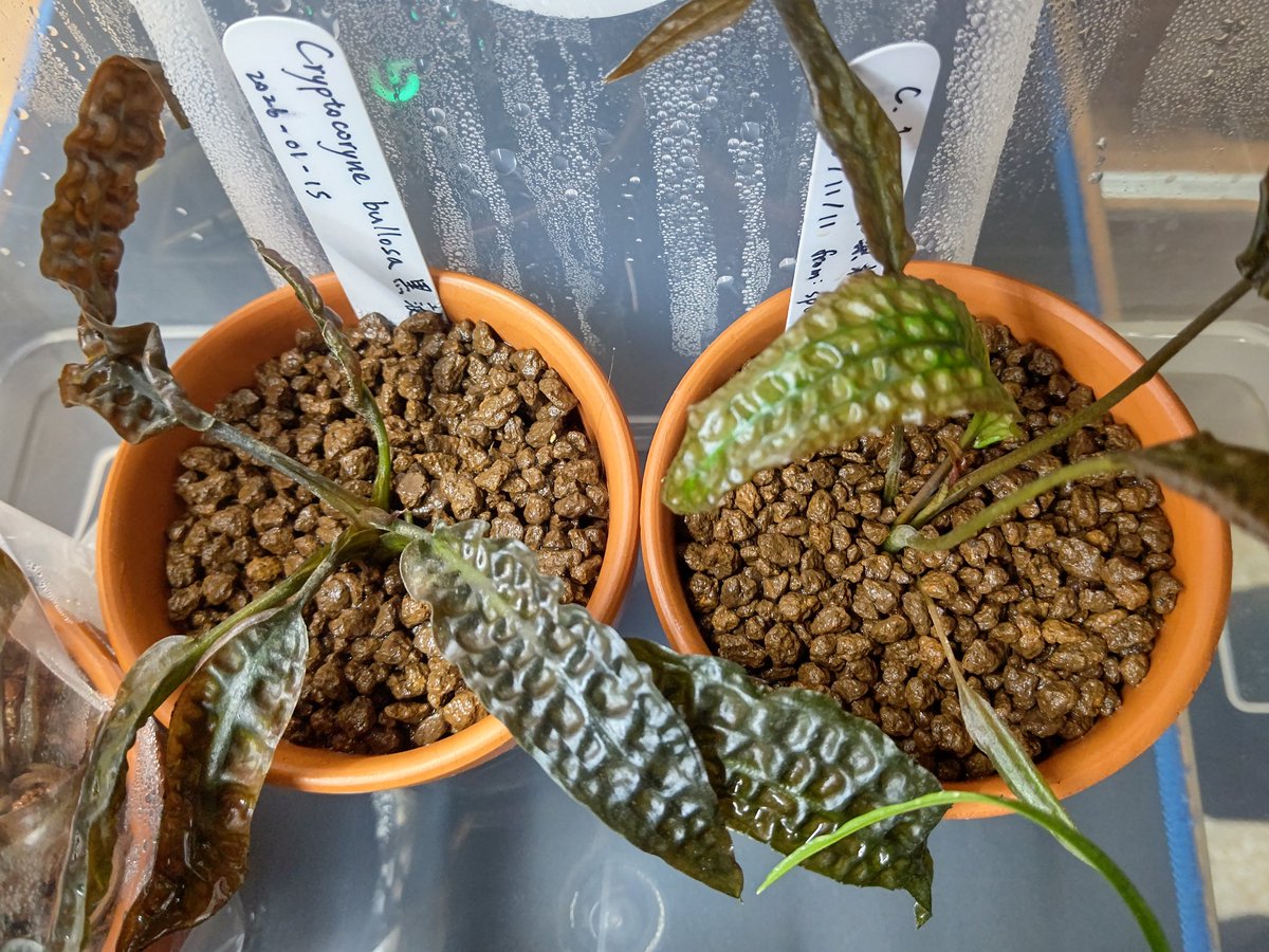 huang_tang_1116's tweet photo. C. bullosa(left) &amp; C. keei(right)

#cryptocoryne #クリプトコリネ #椒草 #bullosa #keei https://t.co/NzRQyO9k6j