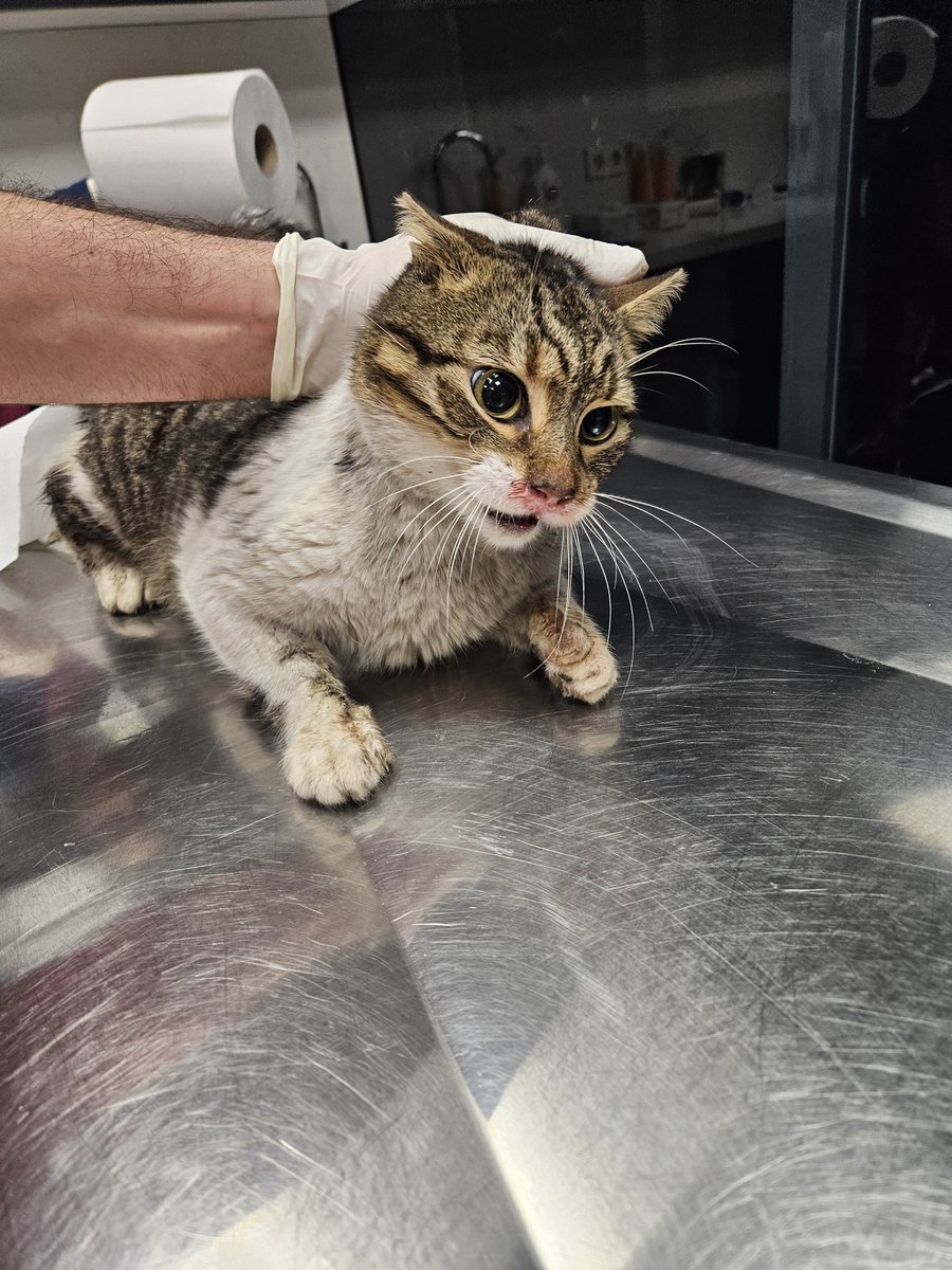 akyzeh's tweet photo. Sokakta beslerken buldum.
Ağır gripliydi, kliniğe aldırdım.
Dişleri çok kötü, çekim gerekiyor.
Ağız–burun enfeksiyonu var, burnu kanıyor.
Tedavi için acil sponsor/destek arıyorum.
İstanbul Ümraniye
📞 0530 886 02 99 🐾 https://t.co/CyXBFrZnlX