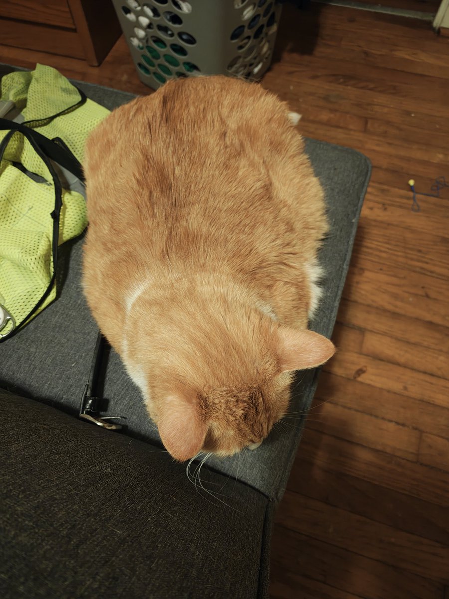 Guys look at this fat boi