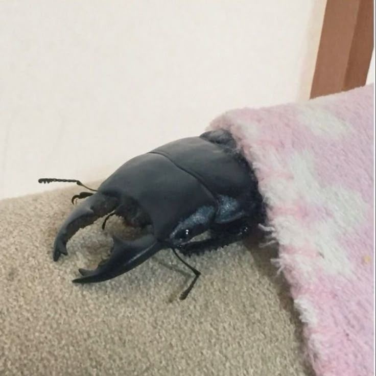 colligocritters's tweet photo. do you guys think he is snug? be honest.. https://t.co/B3mSVpJYvn