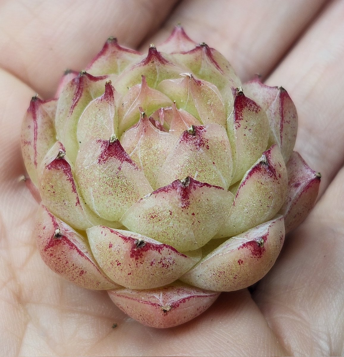 succincrazy's tweet photo. Echeveria Pandora https://t.co/T1C5KD4IXq