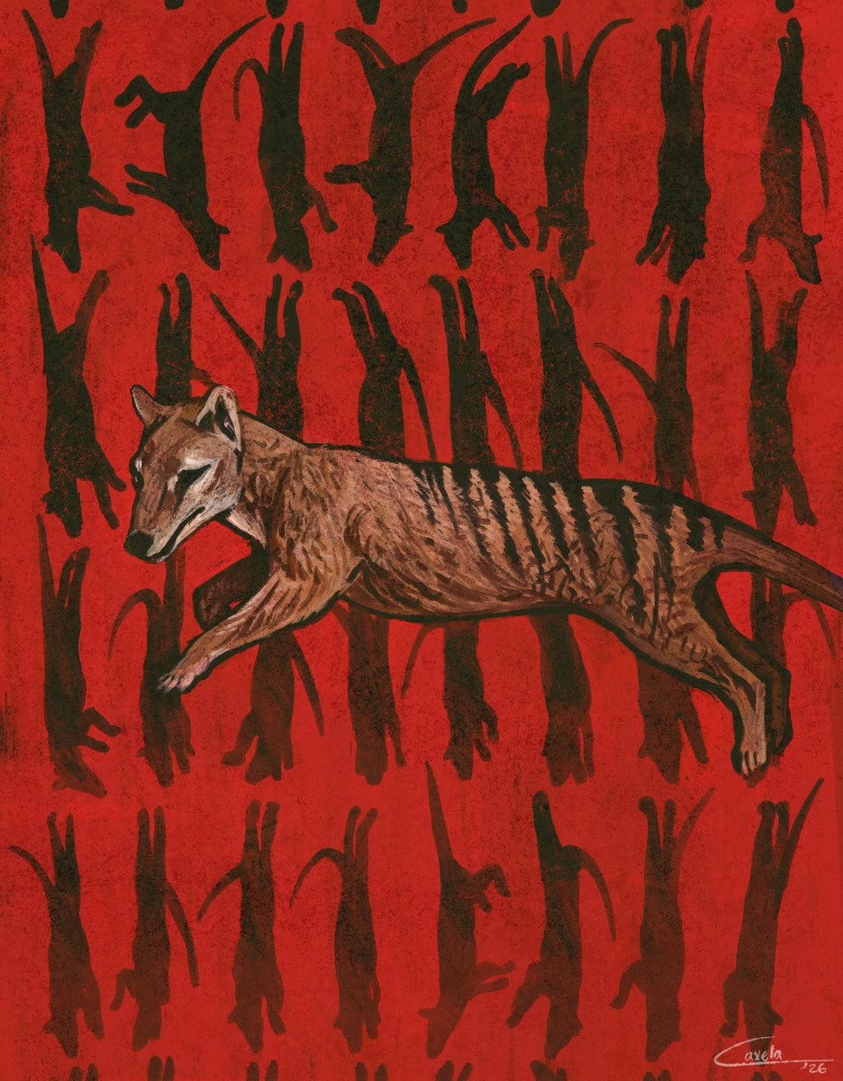 Thylacine