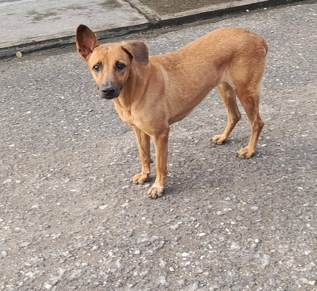PerroUsuario's tweet photo. En adopción perrita que está abandonada en Araira municipio Zamora GUATIRE, está esterilizada, merece un hogar que le dé amor y sobre todo la resguarde del peligro de la calle, solo persona responsable. 04127146390.

El hermanito también está en adopción, está en la calle https://t.co/it8kFeD7Xm