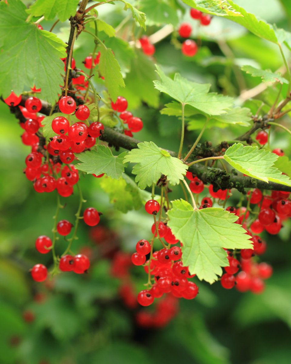 Stark Bro's tweet media