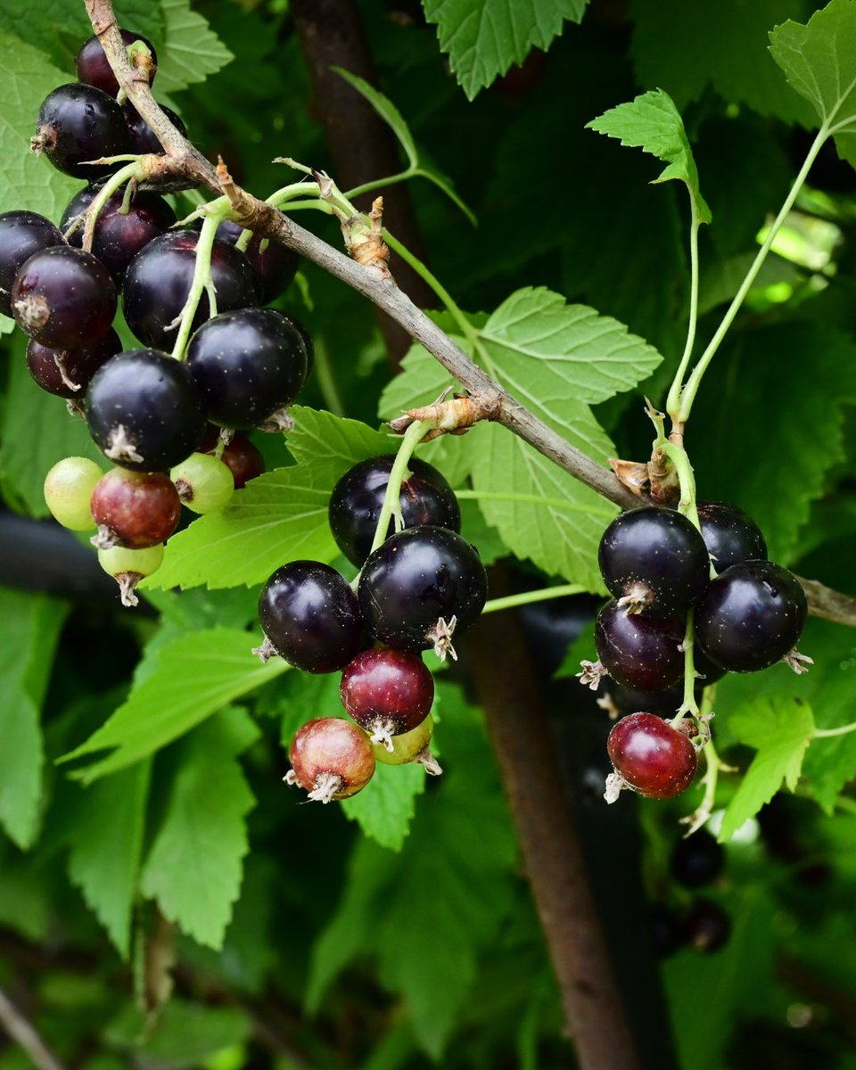 Stark Bro's tweet media