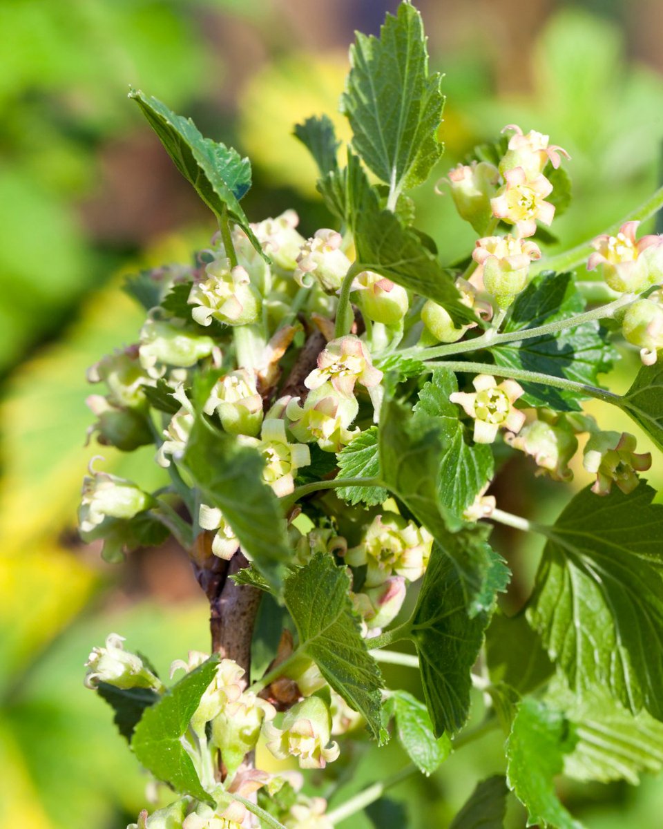 Stark Bro's tweet media