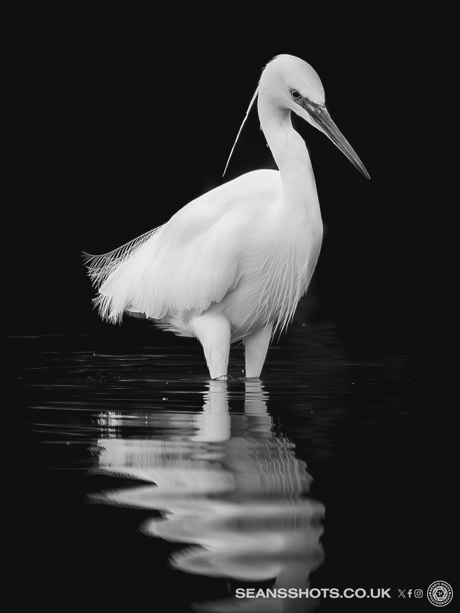 SeansShots tweet media