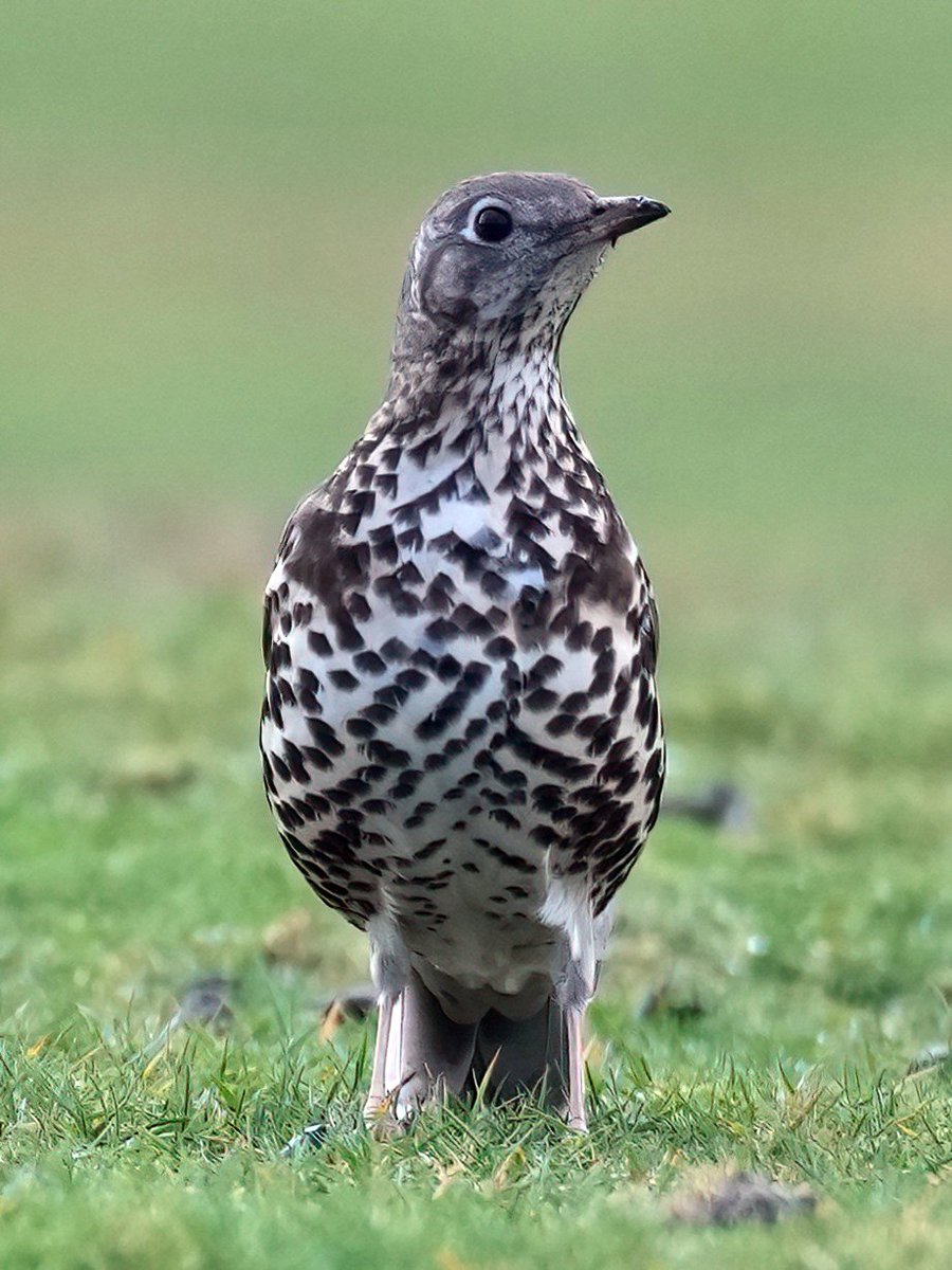 GaryWatton1's tweet image. The red listed Mistle Thrush was frequently seen when we visited the New Forest yesterday. We even saw small flocks of up to 15 birds often mixing with Fieldfares and Redwings. Usually flighty but this one posed for the camera 😊
#newforest
@hantsbirdnews 
@HOSbirding