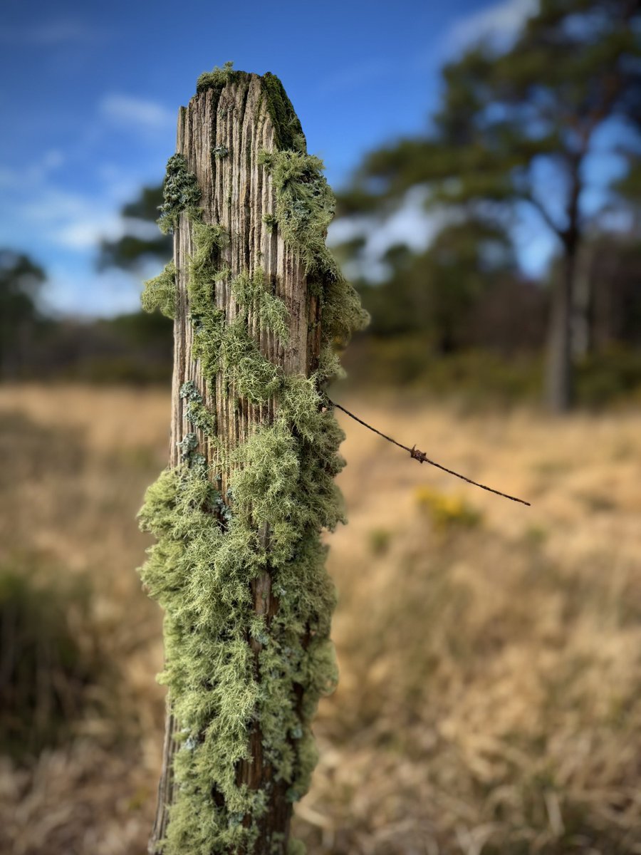 bernoid's tweet photo. #FencepostOfTheWeek https://t.co/Ft0IrB63KJ