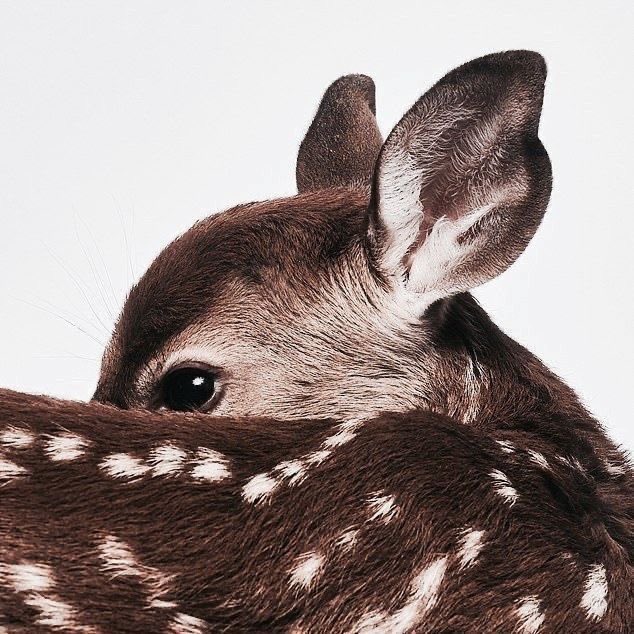 silena Ი𐑼 tweet media