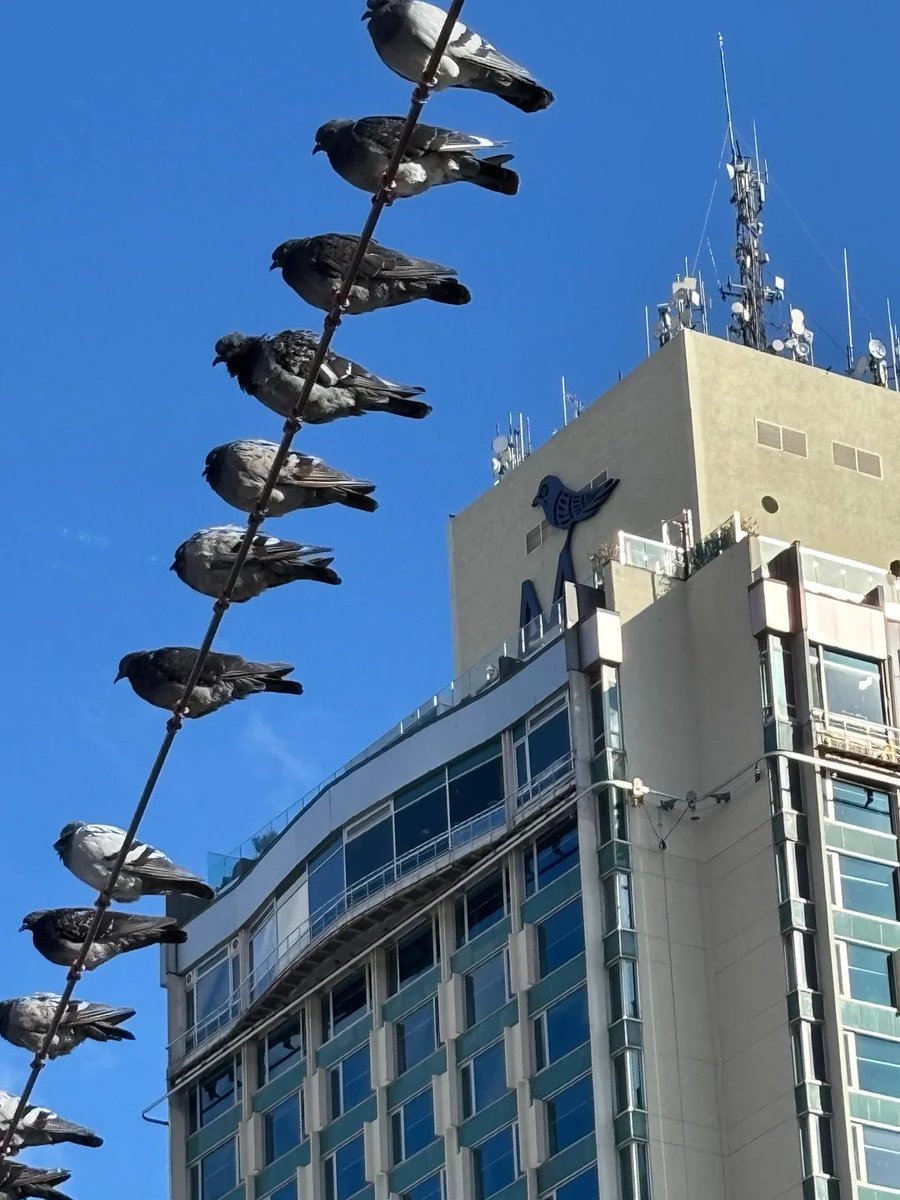 Drones Control Center. $birds