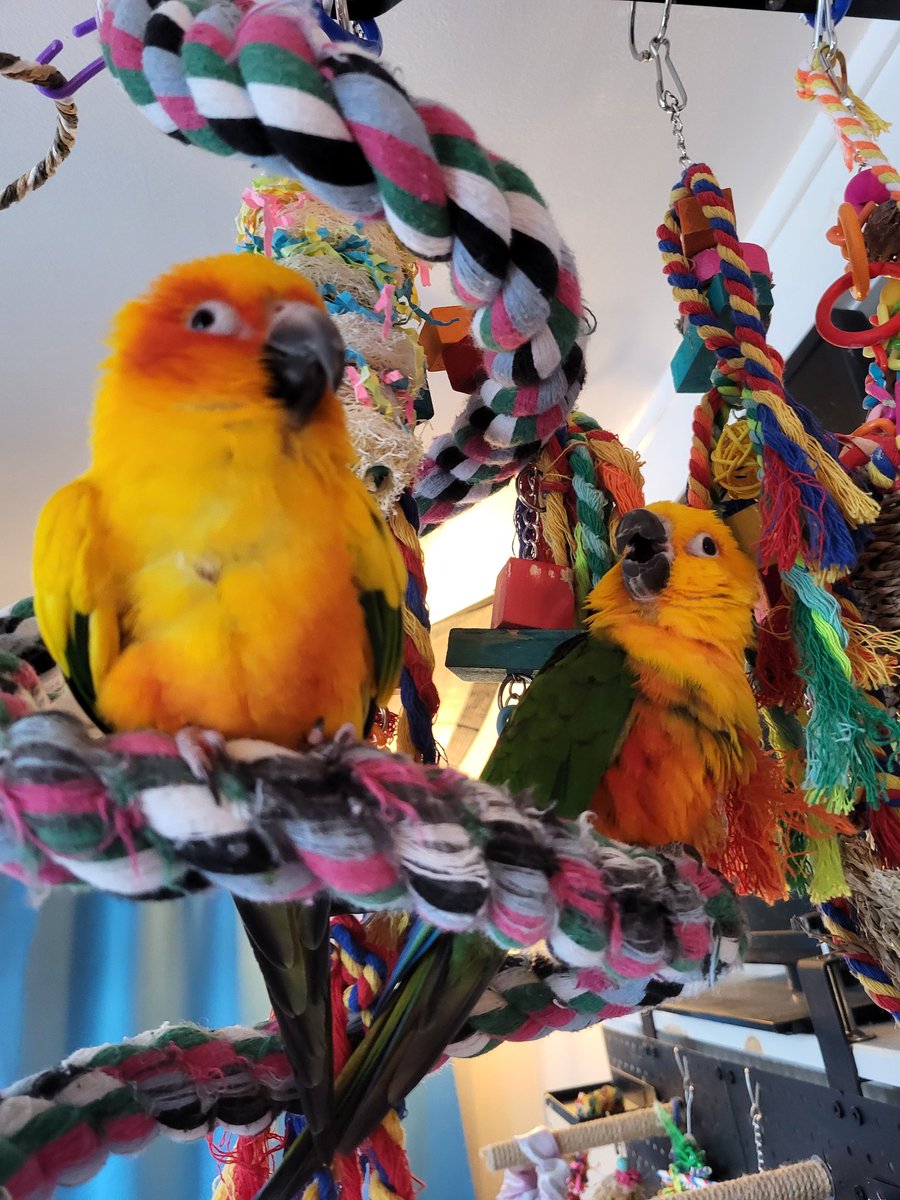 Pepper and Pals tweet media