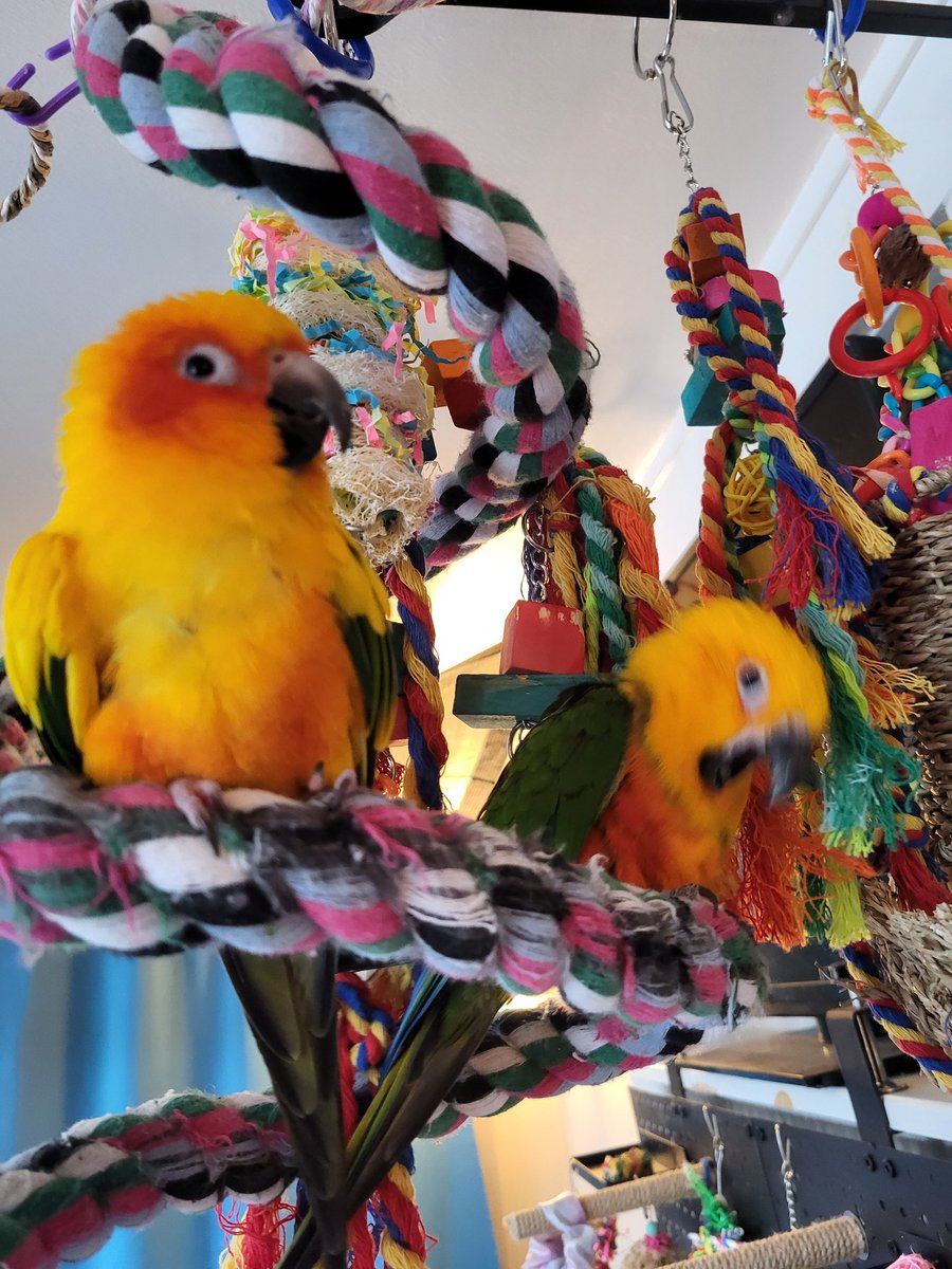 Pepper and Pals tweet media