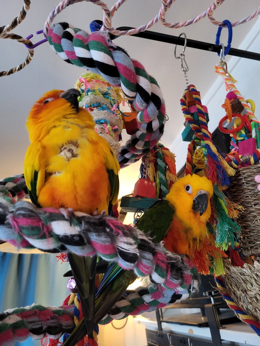 Pepper and Pals tweet media