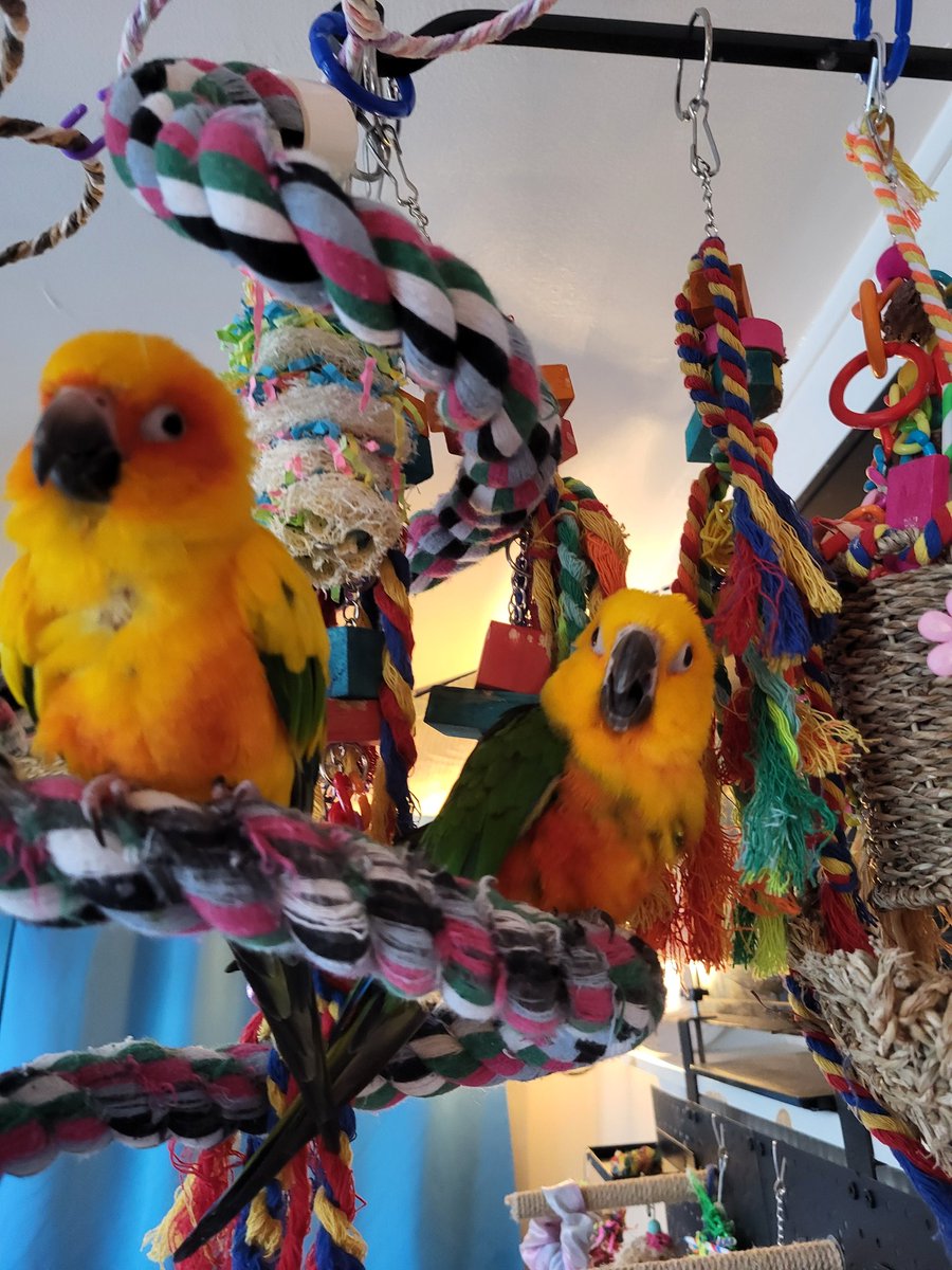 Pepper and Pals tweet media