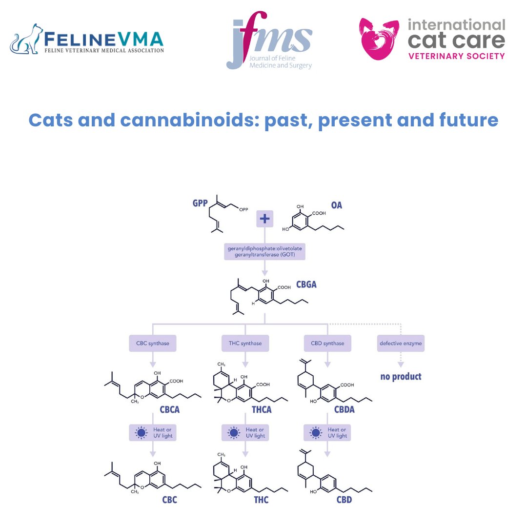 Feline Veterinary Medical Association tweet media
