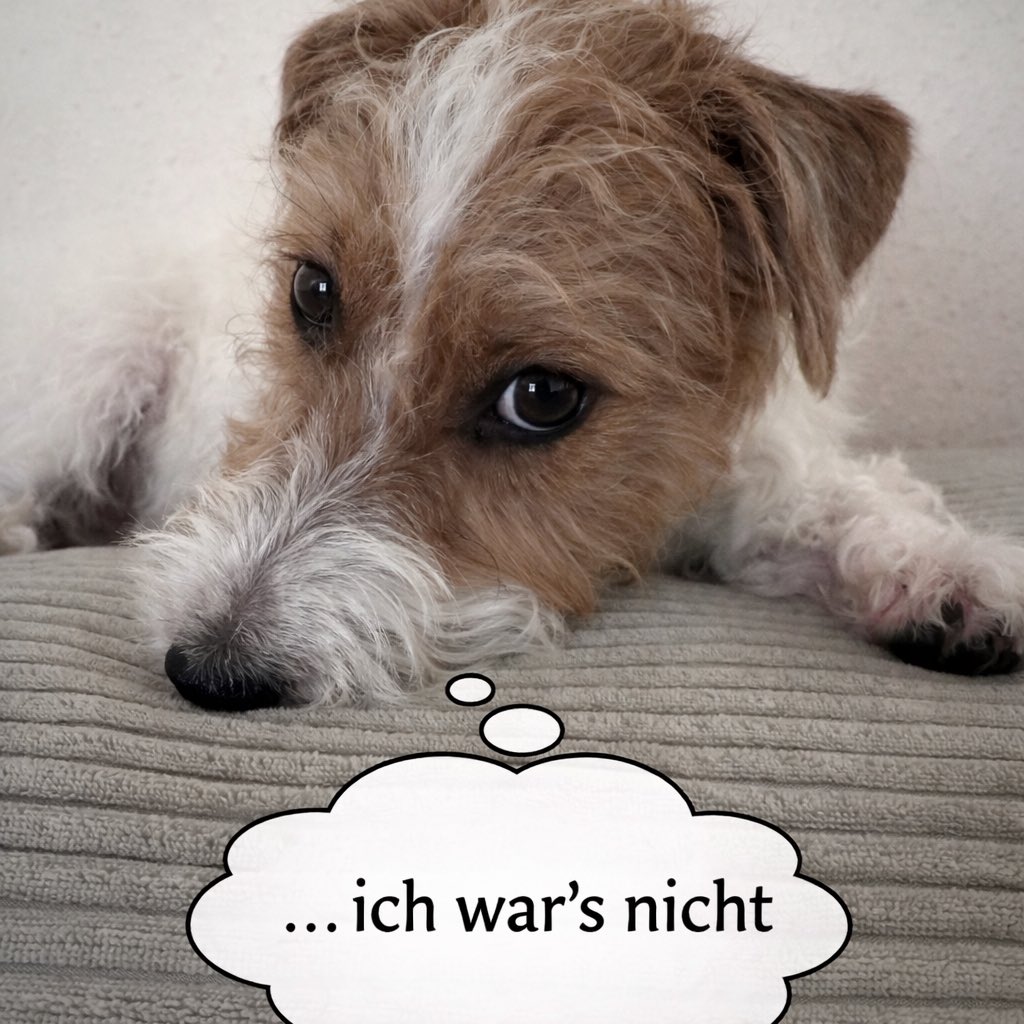LePercyfication's tweet photo. also Leute, hört mal zu:
dieser Blick bedeutet nicht „schuldig“,
sondern „clever“.
Ich weiß genau, was ihr denkt –
und genau deshalb denke ich:
„…ich war’s nicht.“
Fall abgeschlossen. Hund müde.

Alles Liebe, euer Percy 🐾❤️

#LePercyfication #PercyLogic #IchWarsNicht #DogLife https://t.co/Na5G3kWRqJ