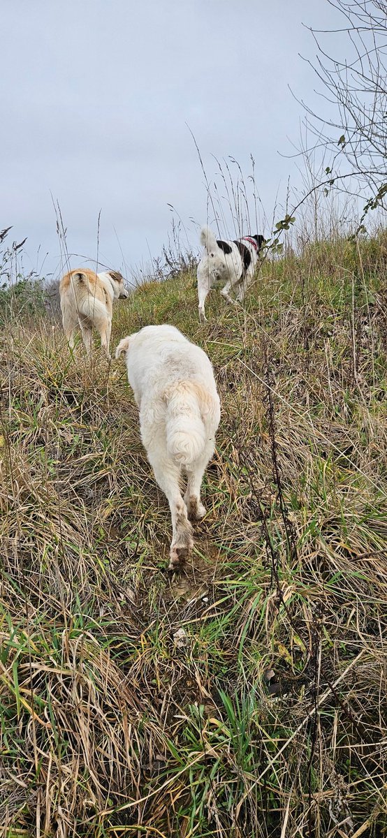 maDka krzyczy wymachujqc konczynami "wracac mi tutaj paskudztwa!!!" 
Stanley patrzy porozumiewawczo na Gang "za mna moje siostry i bracie"
Banda slucha jak sekta swojego przywodcy. maDka pozostawiona sobie dalej wymachuje konczynami. #CiastowyGang