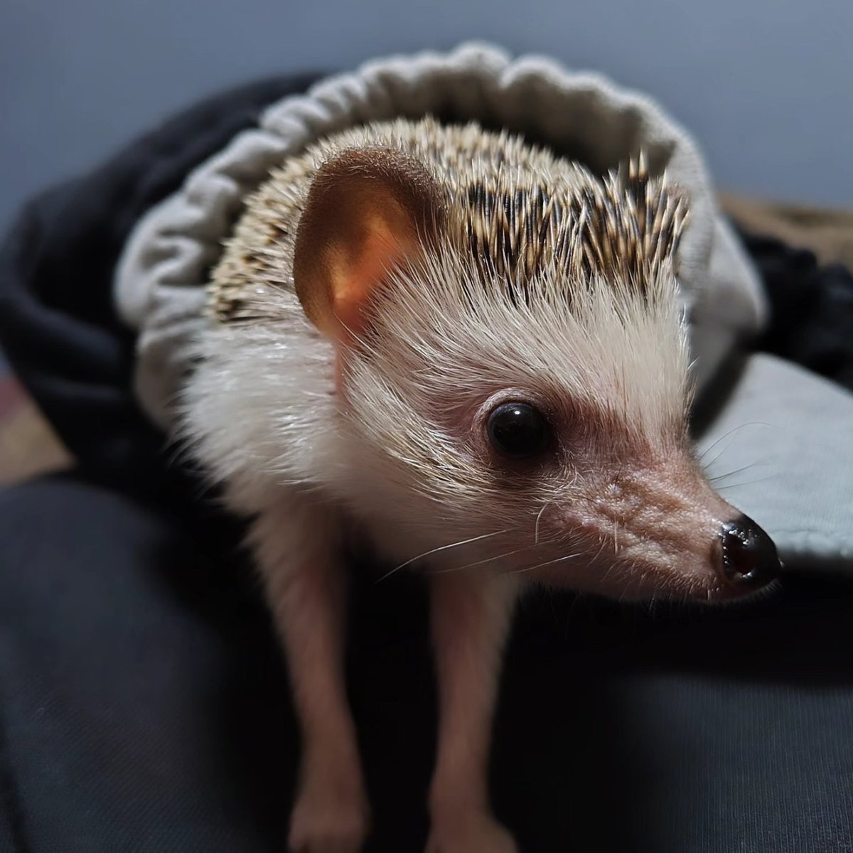 5010Harisan's tweet image. 🦔よし、選挙に行こう😆
#ハリネズミ #hedgehog #Igel #hérisson #riccio #igelkott #刺猬 #cute #kawaii #はりねずみ #고슴도치