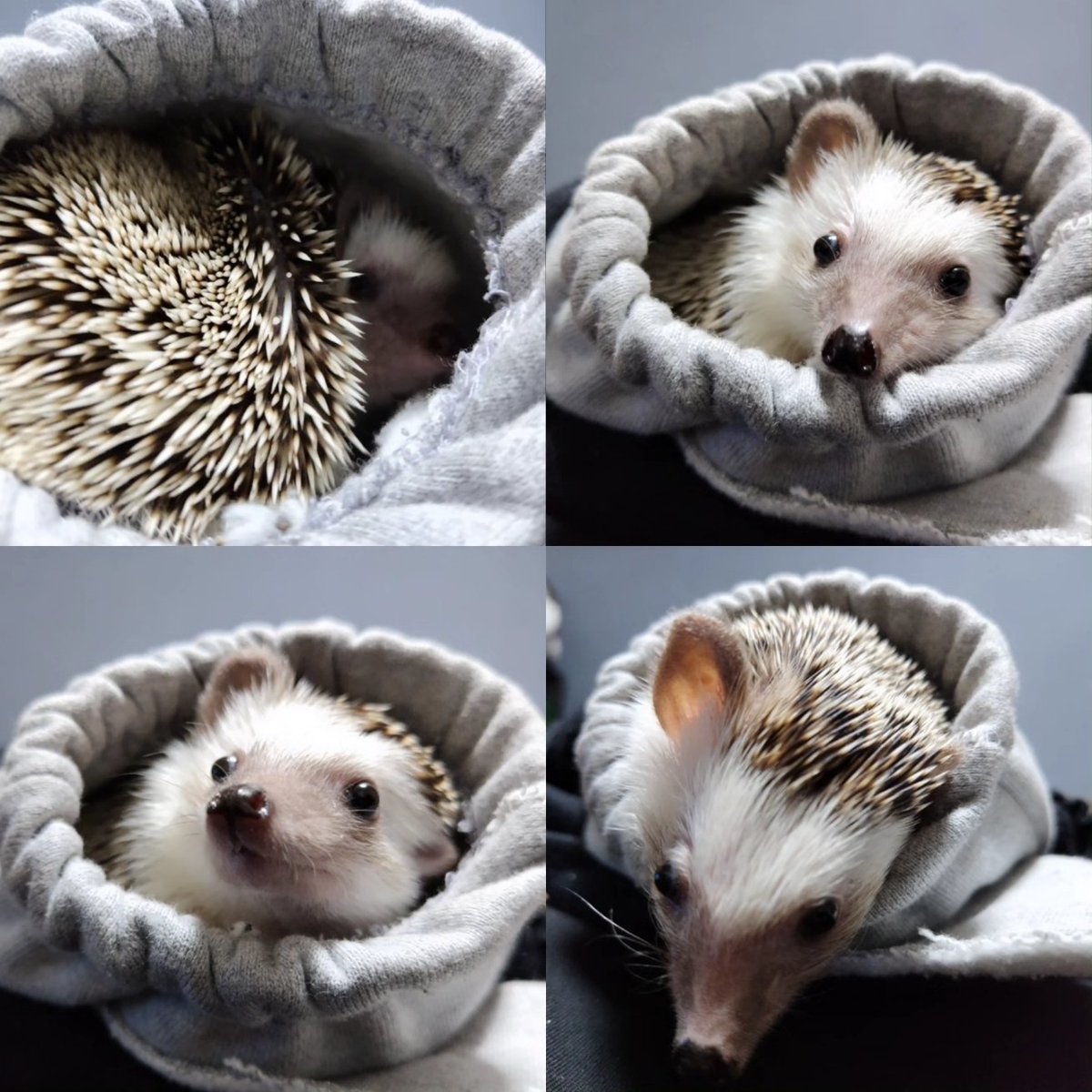 5010Harisan's tweet image. 🦔よし、選挙に行こう😆
#ハリネズミ #hedgehog #Igel #hérisson #riccio #igelkott #刺猬 #cute #kawaii #はりねずみ #고슴도치