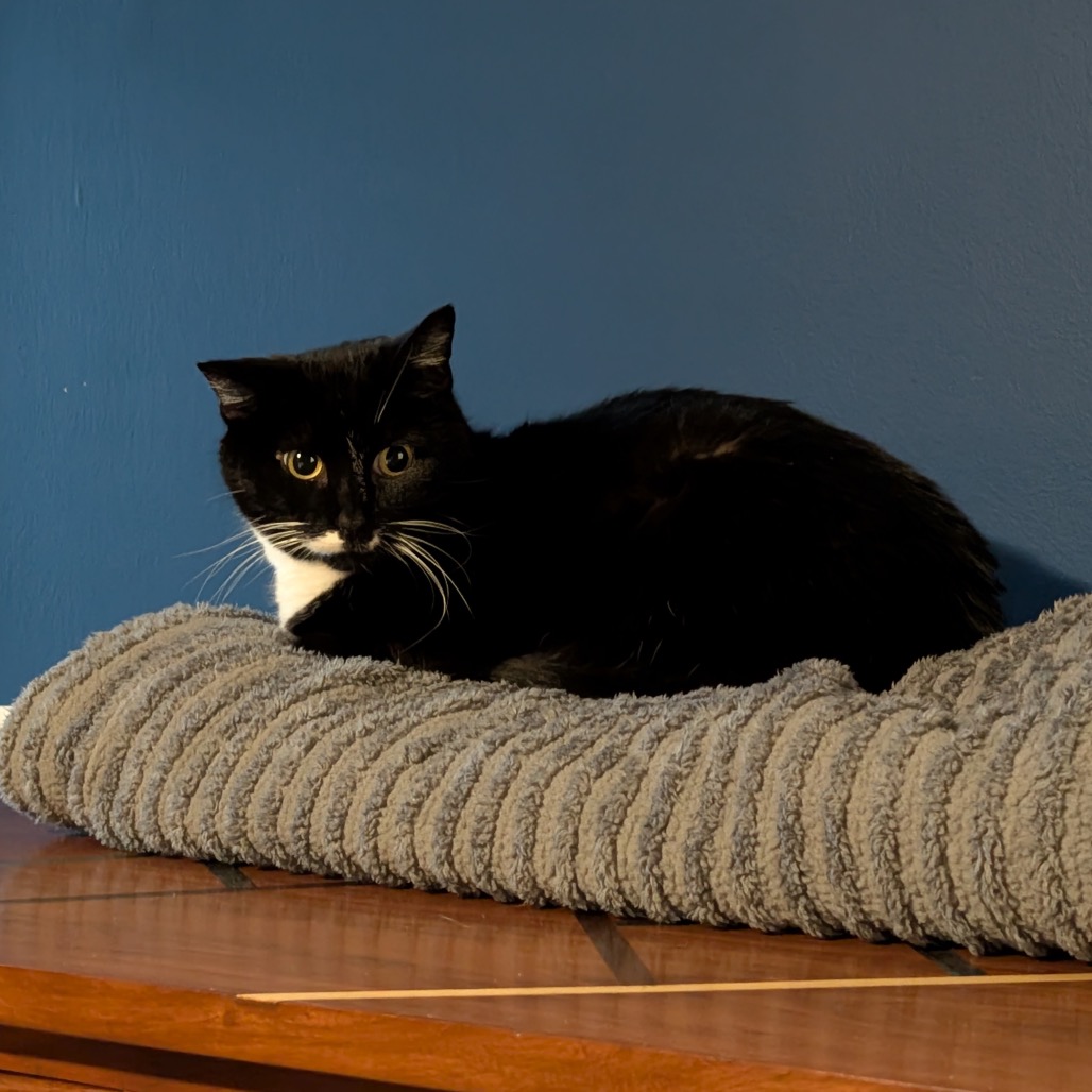 Meet sweet Nabisco! Your personal cuddle buddy, she lies in wait looking for her opportunity to snuggle up close to you. But don’t make her wait too long! She will meow to demand pets and purr loudly. She loves to talk and let you know she’s around.

To learn more about how to