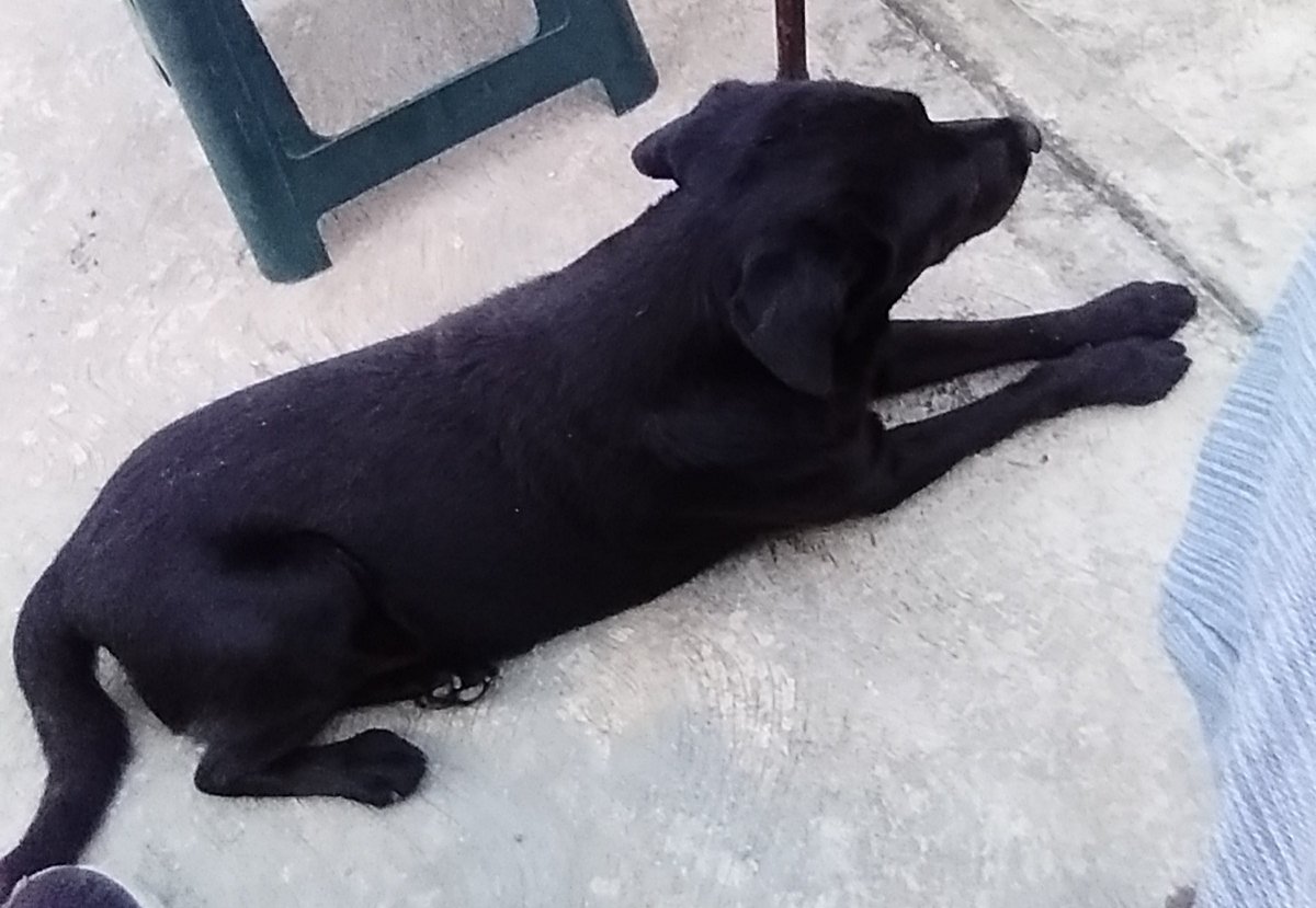 hapont's tweet image. Cuando se pierde un amigo, el tiempo se mueve más lento y el silencio se vuelve más grande. Espero haberte dado una buena vida, adiós querido amigo, perdoname. Te voy a echar de menos 😔