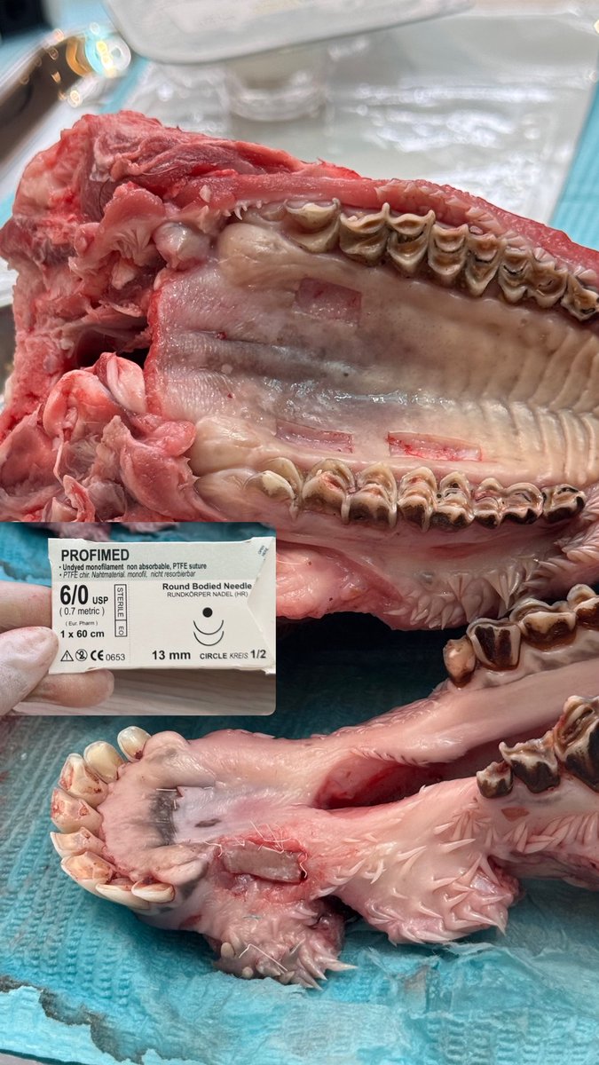 عفراء الشمري tweet media