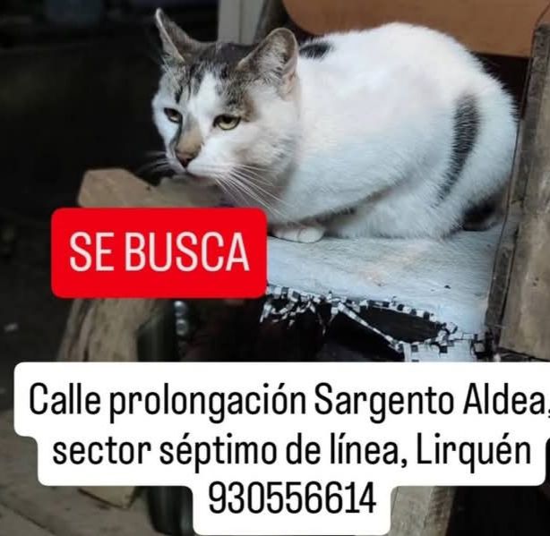 🔴#Penco Se perdió durante el incendio en #Lirquén.

Si alguien lo ha visto o tiene información sobre su paradero, por favor comunicarse al número que aparece en la imagen.

<a href="/PerrosPlazaHuem/">Perras Tuiteras🐾 Barrio Franklin 🇨🇱🐶🐱</a> <a href="/carolinapinoc/">Caro 🌲 C.</a>