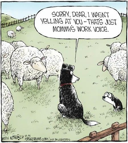 caron_allan's tweet photo. #notcaturday #notcatlovers #allthedogs #doglovers https://t.co/E2fdH18iL3