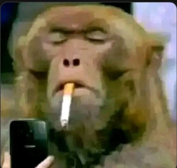 Rod_king_🇨🇬🇮🇪🇨🇦 tweet media