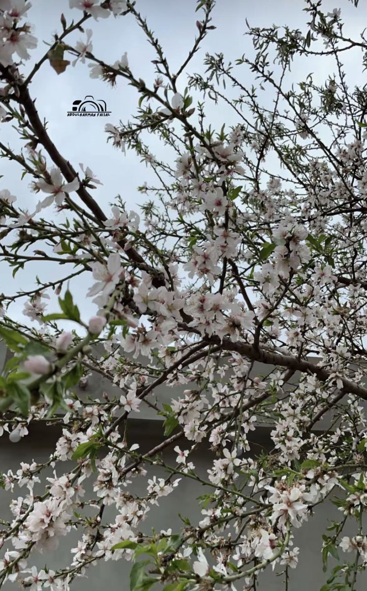 رائد محمد المالكي tweet media