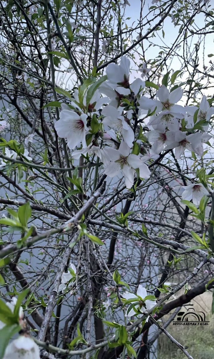 رائد محمد المالكي tweet media