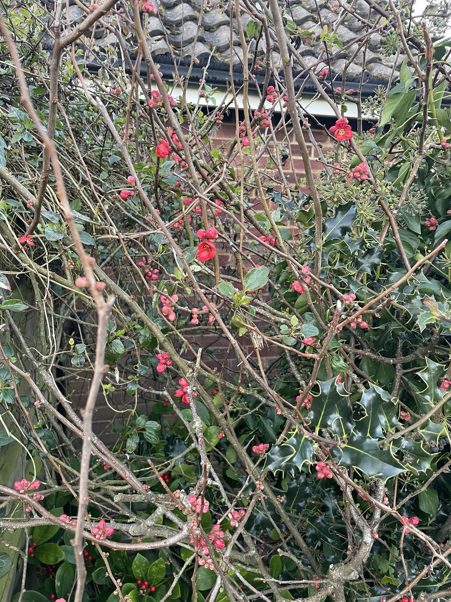 DeborahBlythe's tweet photo. We fitted in a short bimble round the village. It was by now a sunny late afternoon. Yes, I said it! The sun shone this afternoon! #Yapton https://t.co/druZVvASL2