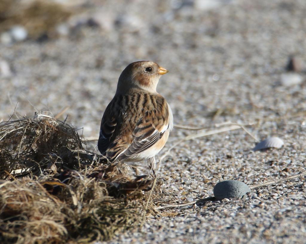 Gerard Groeneveld tweet media
