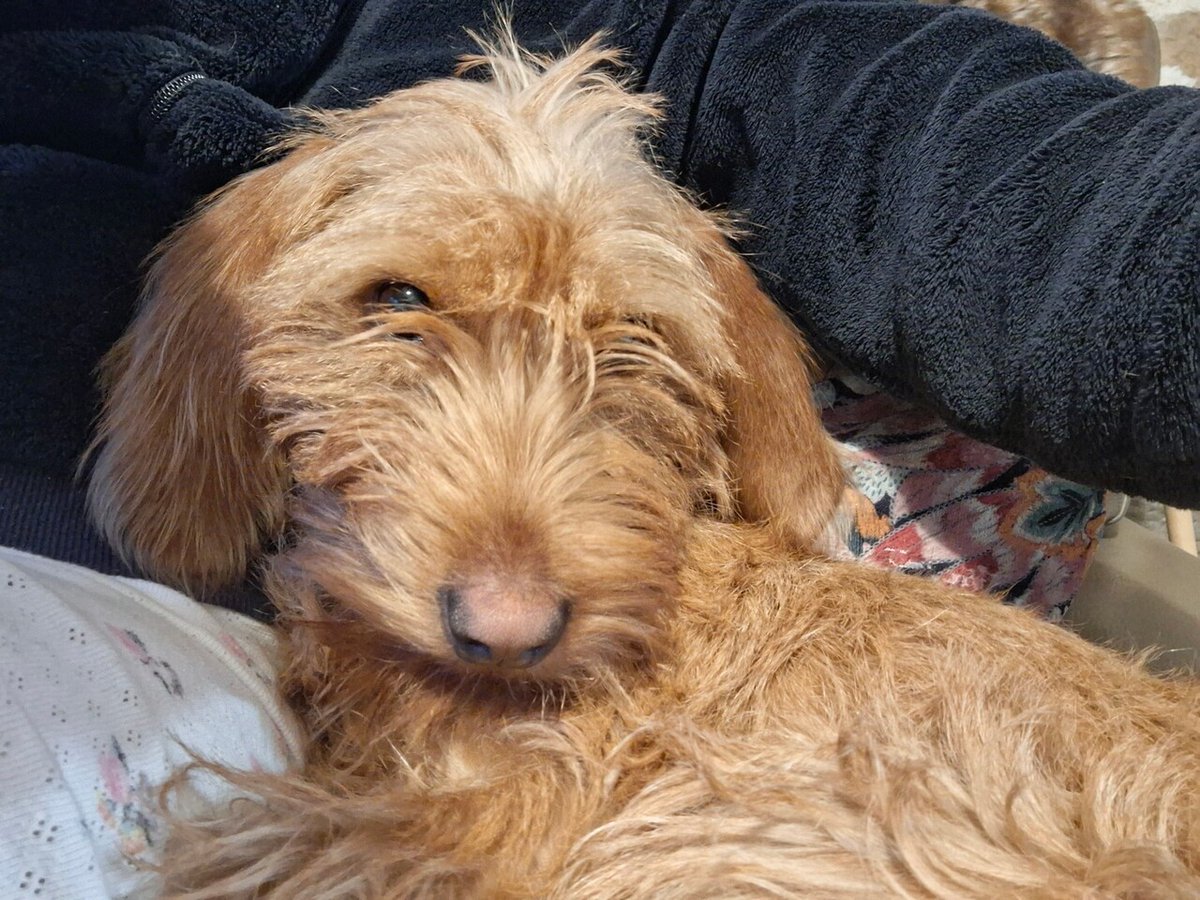 🟠 🐶 Chien perdu le 06/02/2026 à Lanester (56600).
Race : Basset Fauve de Bretagne / Âge : 8 mois
Apy / Femelle / Identifié(e) : Oui

☎️ 0632108271
📧  Ptitecelinevincent@yahoo.fr

#chienperdu #chientrouve #chien #perdu #trouve