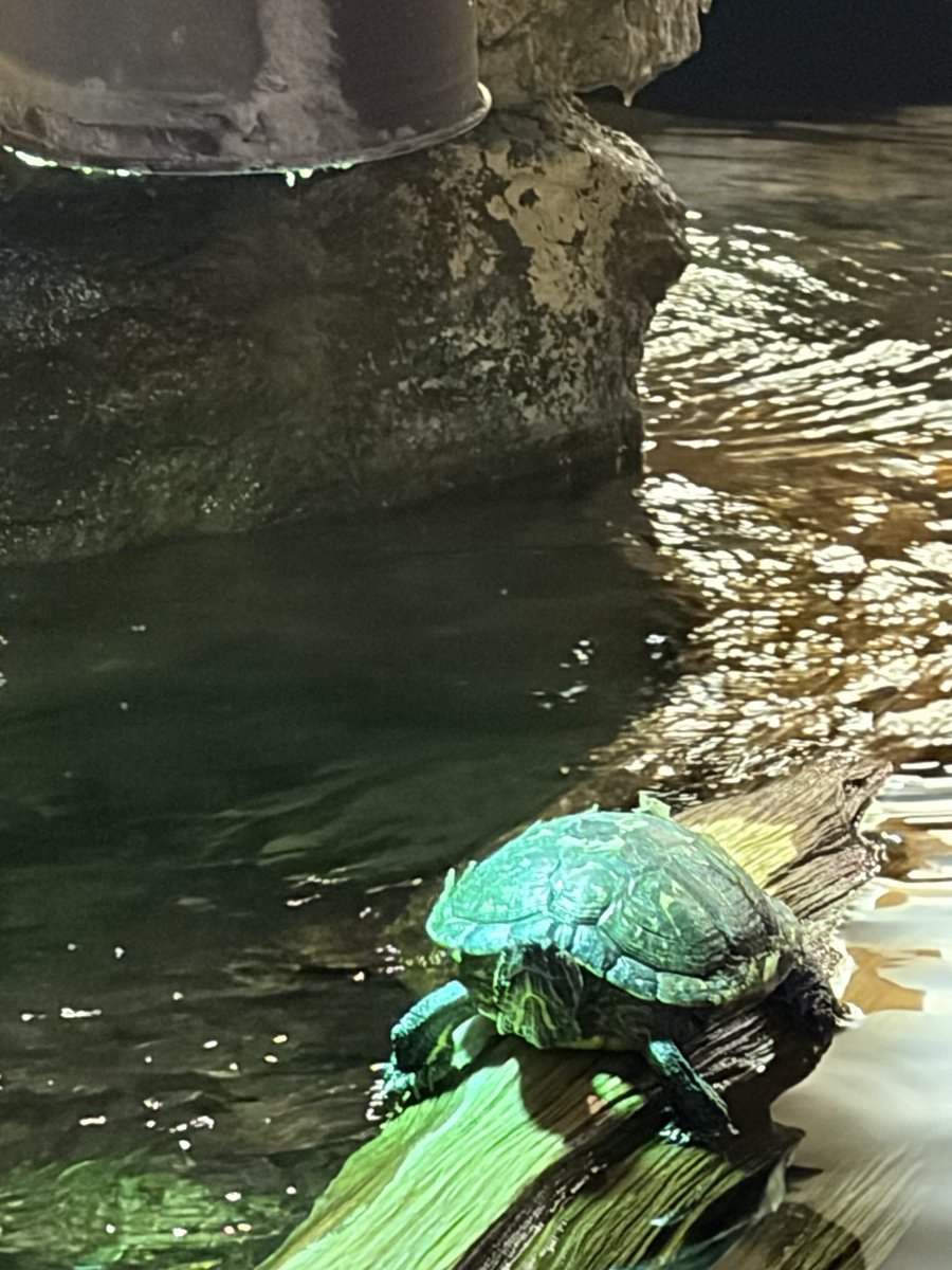 LightMotif tweet media