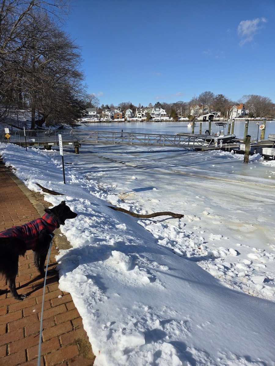 KristenStras's tweet photo. Pacer was a bit confused about the frozen tundra that is Spa Creek. @ScottStras https://t.co/s51DIEZ88I